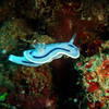 Picture taken during the dive