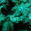 Picture taken during the dive