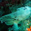 Picture taken during the dive