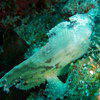 Picture taken during the dive