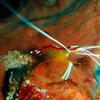 Picture taken during the dive