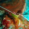 Picture taken during the dive