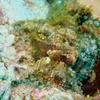 Picture taken during the dive