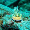 Picture taken during the dive