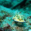 Picture taken during the dive