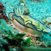 Picture taken during the dive