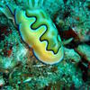 Picture taken during the dive