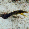 Picture taken during the dive