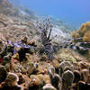Picture taken during the dive