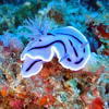 Picture taken during the dive
