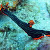 Picture taken during the dive