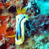 Picture taken during the dive