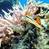 Picture taken during the dive
