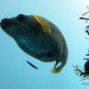 Picture taken during the dive