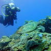 Picture taken during the dive
