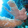 Picture taken during the dive