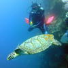 Picture taken during the dive