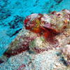 Picture taken during the dive