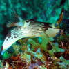 Picture taken during the dive