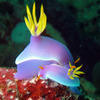 Picture taken during the dive