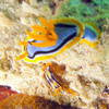 Picture taken during the dive