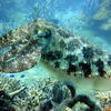 Picture taken during the dive
