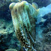 Picture taken during the dive