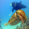 Picture taken during the dive