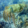 Picture taken during the dive
