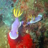 Picture taken during the dive