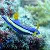 Picture taken during the dive