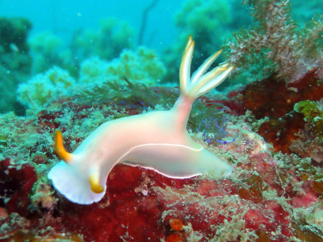 #