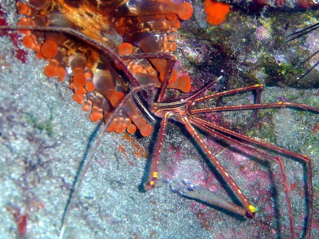 Far Dive - Dive Center in Spain