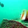 Picture taken during the dive