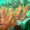 Picture taken during the dive