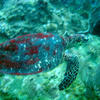 Picture taken during the dive