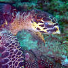 Picture taken during the dive