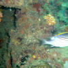 Picture taken during the dive