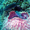 Picture taken during the dive