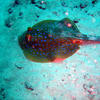 Picture taken during the dive
