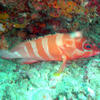 Picture taken during the dive