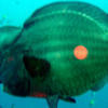 Picture taken during the dive