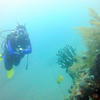 Picture taken during the dive