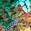 Picture taken during the dive