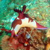 Picture taken during the dive