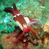 Picture taken during the dive