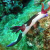 Picture taken during the dive