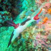 Picture taken during the dive