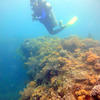 Picture taken during the dive