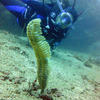 Picture taken during the dive